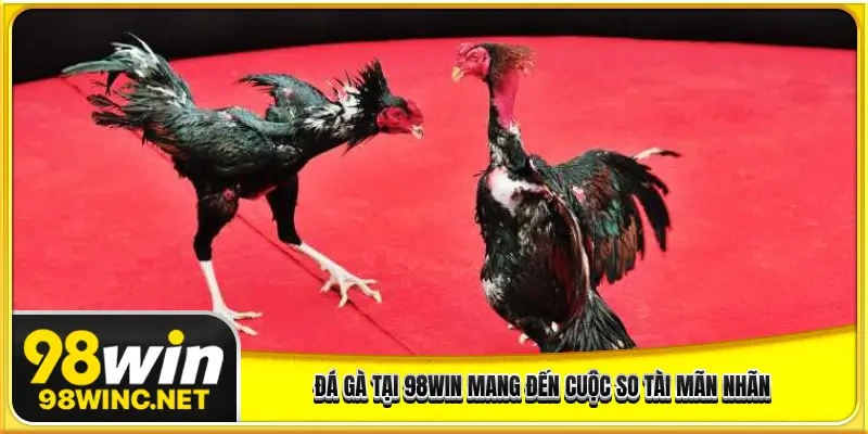 Đá gà 98WIN mang đến cuộc so tài mãn nhãn