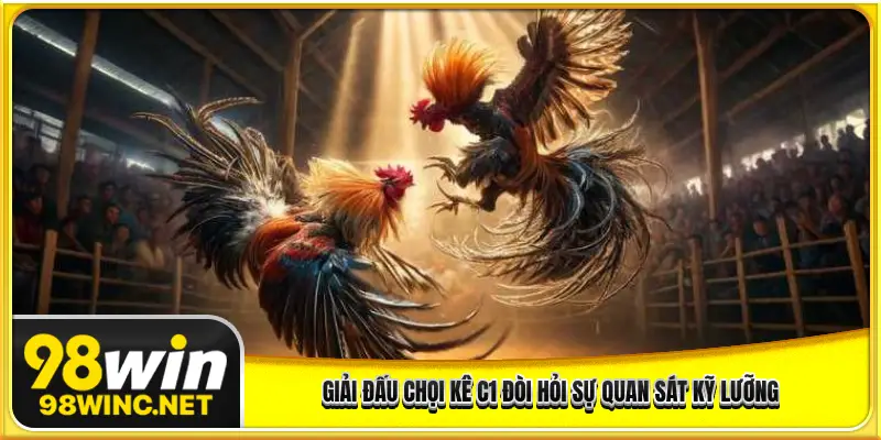 Giải đấu chọi kê C1 đòi hỏi sự quan sát kỹ lưỡng